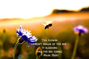 1_ItBlossomsAndTheBeeComes