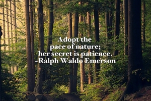 The-Pace-Of-Nature