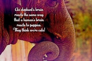 elephantsthinkwerecute