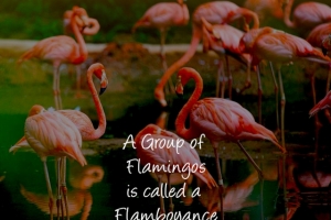 flamboyance