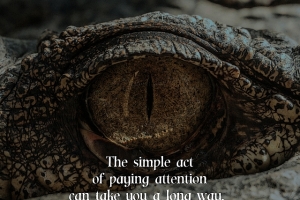 simpleactpayingattention