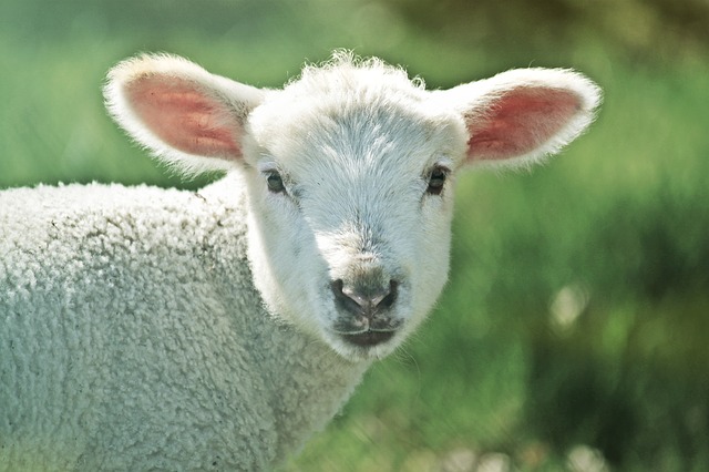 The Shepherd Song by Emily Romrell