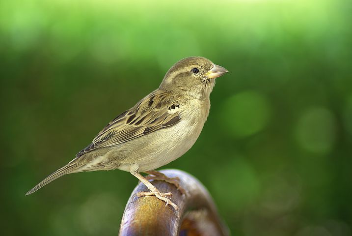 The Sparrow’s Demise