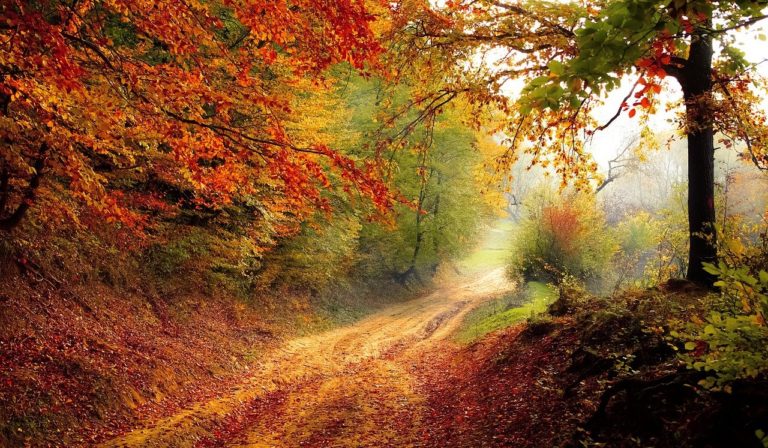 Awed By Autumn