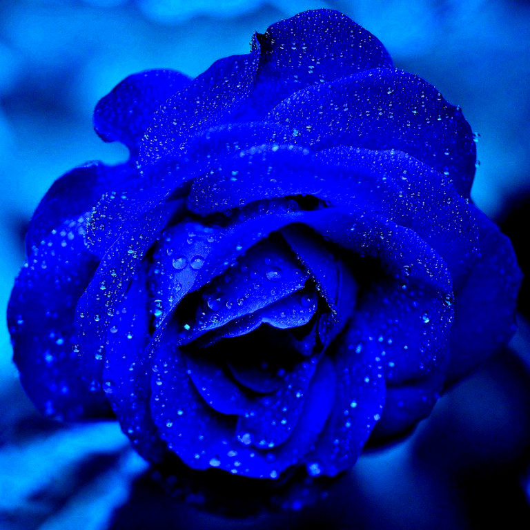 Like The Rose Poem