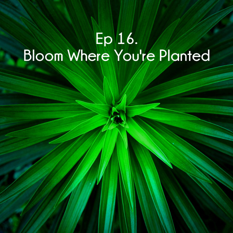 Ep 16. Bloom Where You're Planted