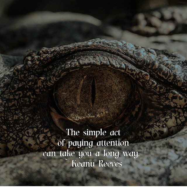The Simple Act Of Paying Attention