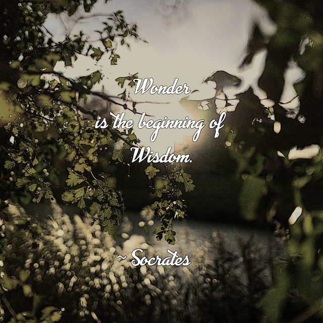 Wonder Is The Beginning Of Wisdom