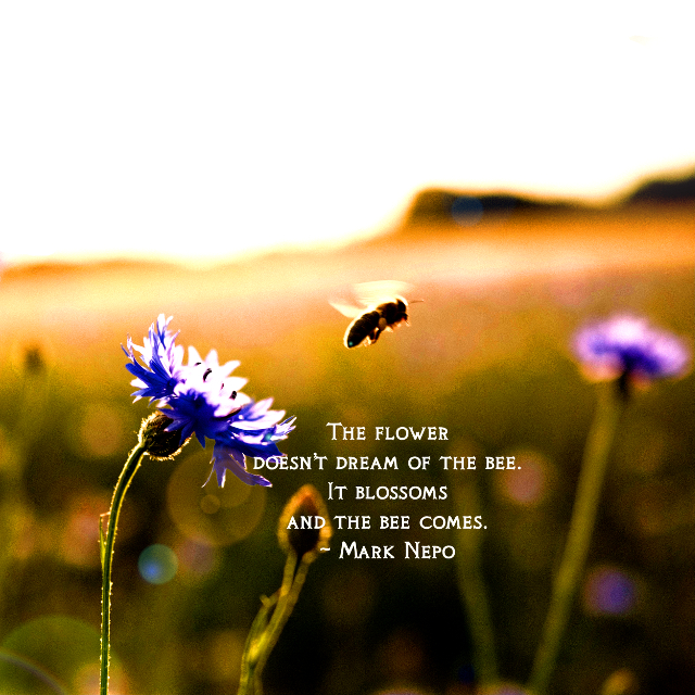 It Blossoms And The Bee Comes