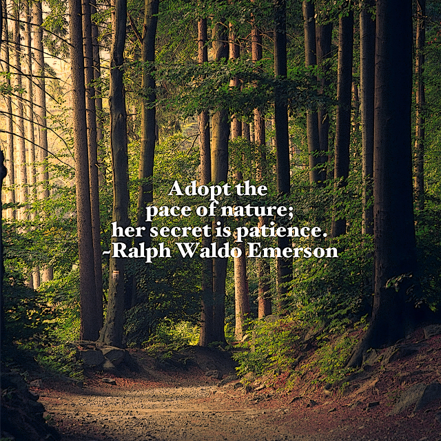 The Pace Of Nature