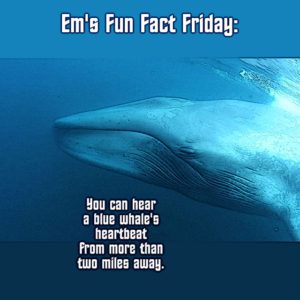 Blue Whale Heartbeat