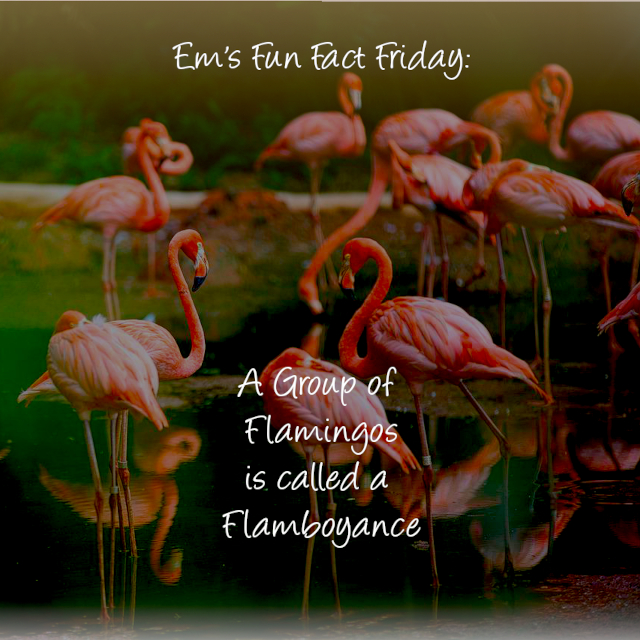 Flamboyance