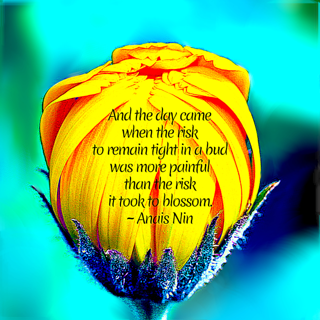 The Risk It Took To Blossom
