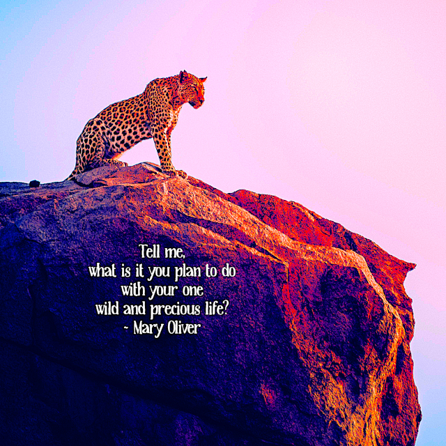 Your One Wild And Precious Life