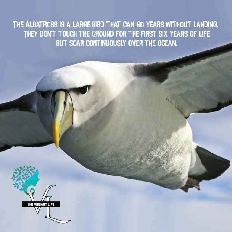 The Albatross