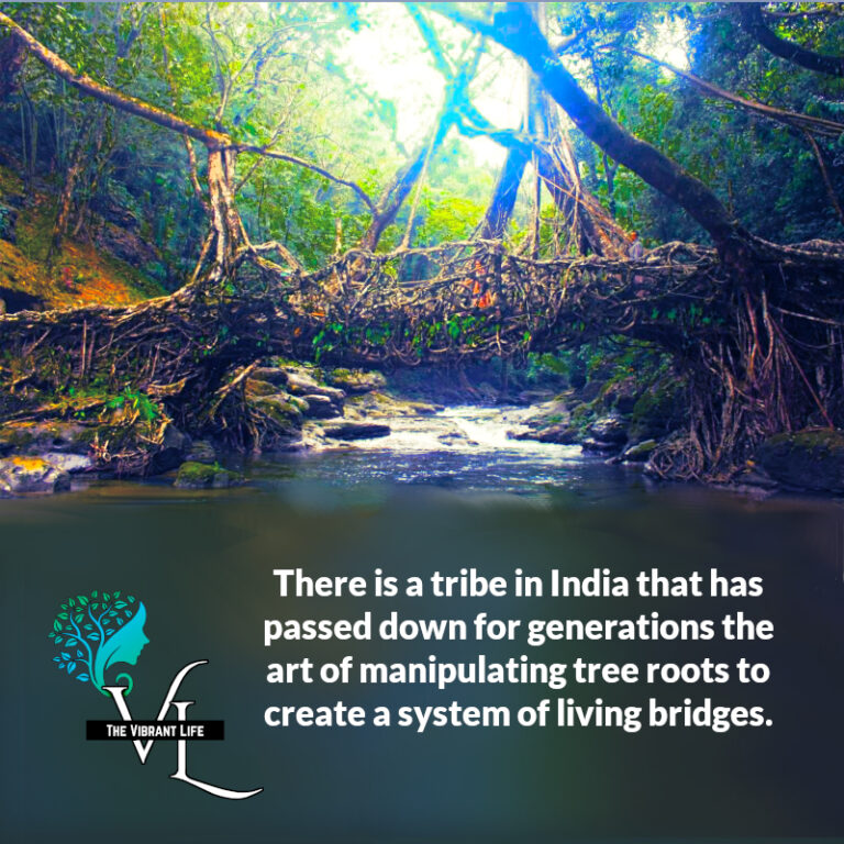 Living Bridges