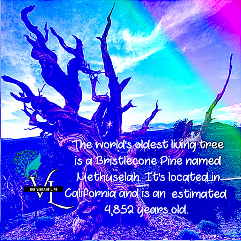 Methuselah Tree