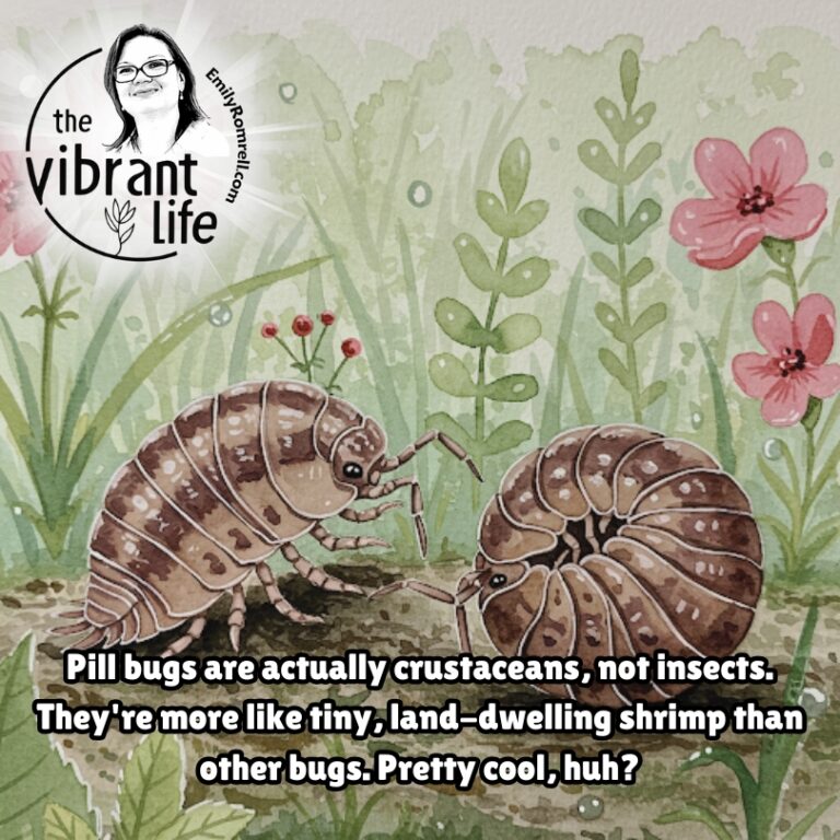 Pill Bugs Are Actually Crustaceans
