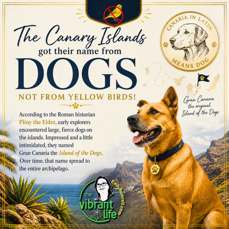 The Canary Islands: Furry, Not Feathered