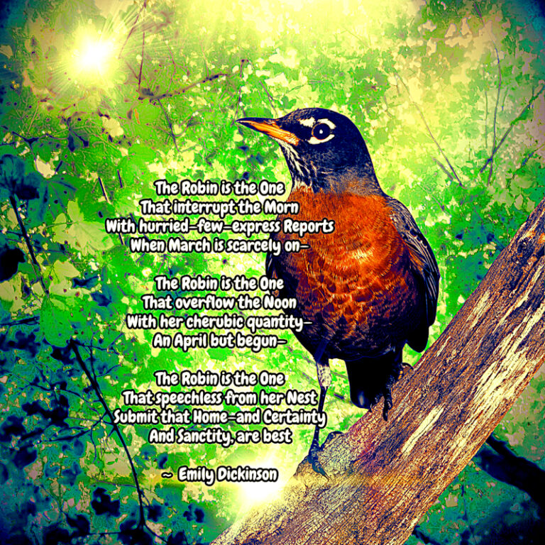 The Robin is the One