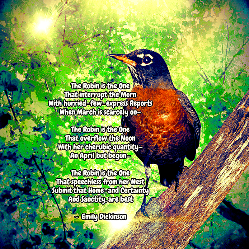 The Robin is the One